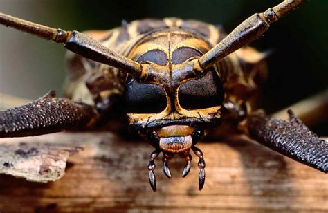 Learn 10 Fun Facts About Insects