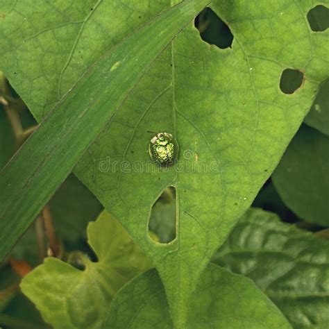 Picture Of Green Bug On Leaf Stock Image Image Of Leaf Tree 265495049