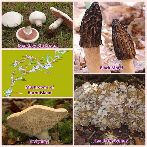 Edible Mushrooms In The Burnt Island Lake Area Stuffed Mushrooms