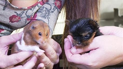 Meet The Adorable Miracle Puppy Who Is The Size Of A Hamster Abc7