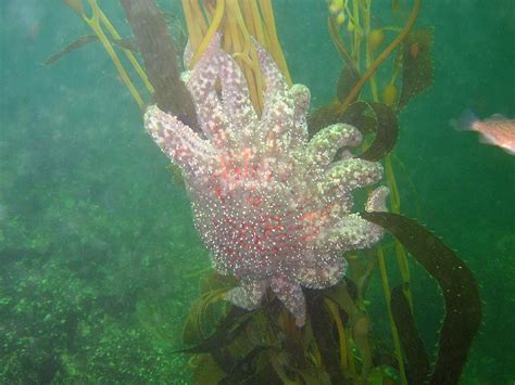 Iconic Sunflower Star Listed Critically Endangered By Iucn Simon