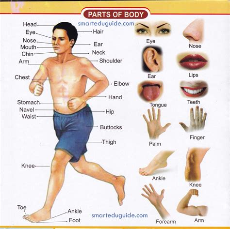Human Body Parts Name With Picture In English Pdf Seg