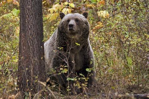 Eli Francovich: Grizzly bear near Silverwood inspired fear, but wild animals ought to be afraid 