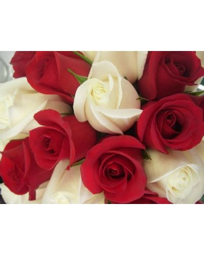 150 Long Stem Roses75 Red 75 White