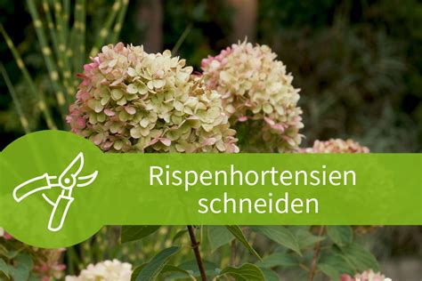 Hortensien werden am besten im zeitigen frühjahr (februar) geschnitten. Rispenhortensien schneiden - Rückschnitte ohne Risiko
