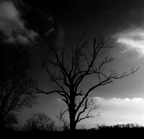 Dark Tree By Proudmommy2012 On Deviantart