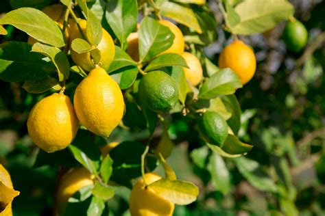 Citrus Lemon Indoor Tree Greenyellow Fruits Fruit Bearing Plants
