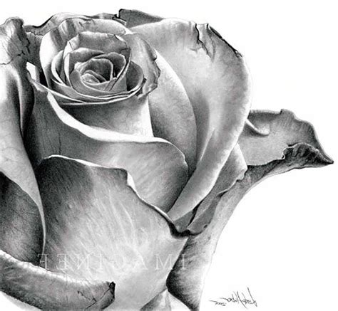 Realistic Graphite Drawings Rose How To Draw Realistic Flowers