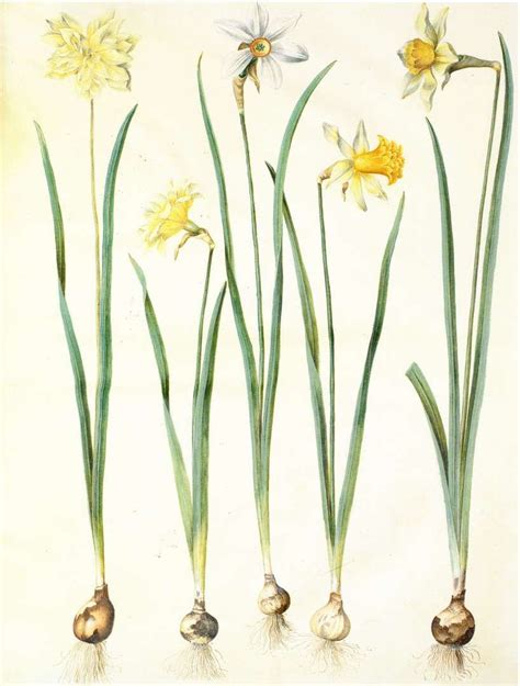 Bulbs Daffodils Flora And Fauna Pinterest Daffodils Plant