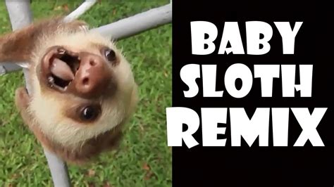 Screaming Baby Sloth Remix Compilation Youtube