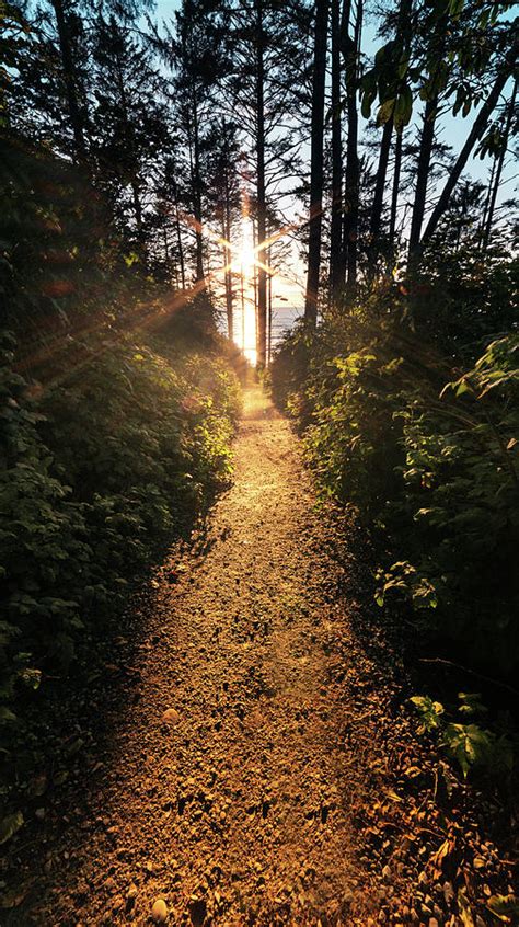Sunlit Path Photograph By Nicholas Vettorel