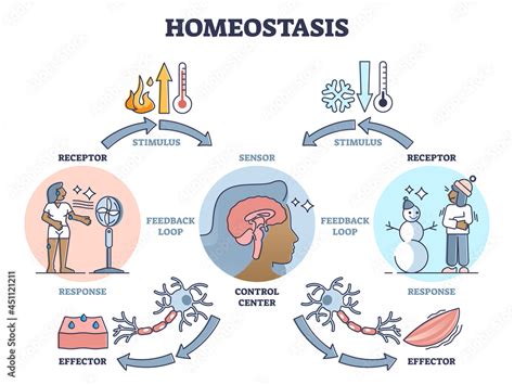 Homeostasis As Biological State With Temperature Regulation Outline