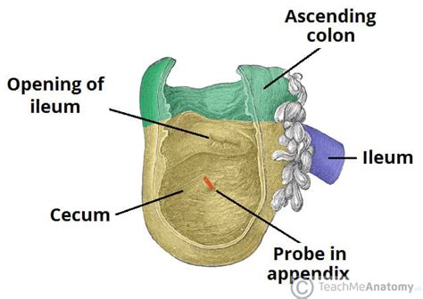 The Cecum And Appendix Position Vasculature Teachmeanatomy