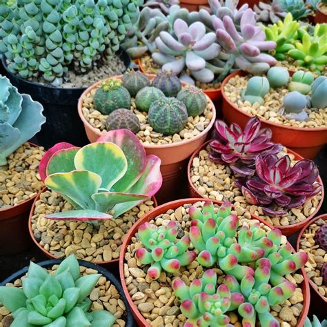 Succulents For Sale Uk