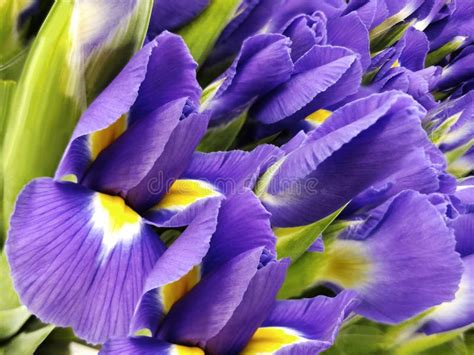 Bouquet Of Violet Flowers Garden Purple Yellow Irises Close Up Floral