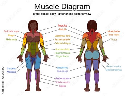 Muscle Diagram Most Important Muscles Of An Athletic Black Man