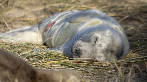 Blakeney Point Grey Seal Pup Births Break Record Bbc News