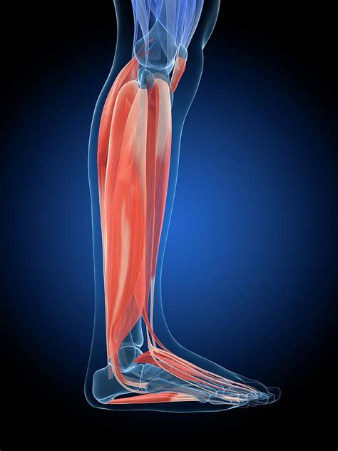 Human Leg Muscles Photograph By Sebastian Kaulitzki Fine Art America