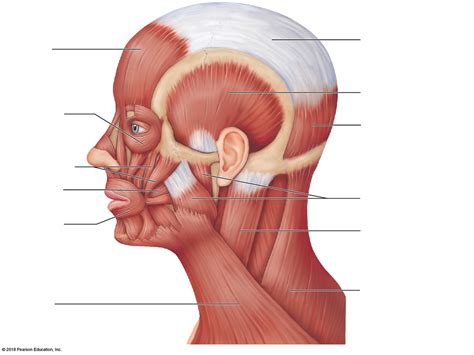 Muscles Of The Face And Neck Diagram Quizlet