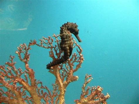 A Sea Horse Is Standing On Top Of A Tree Branch In The Ocean Looking