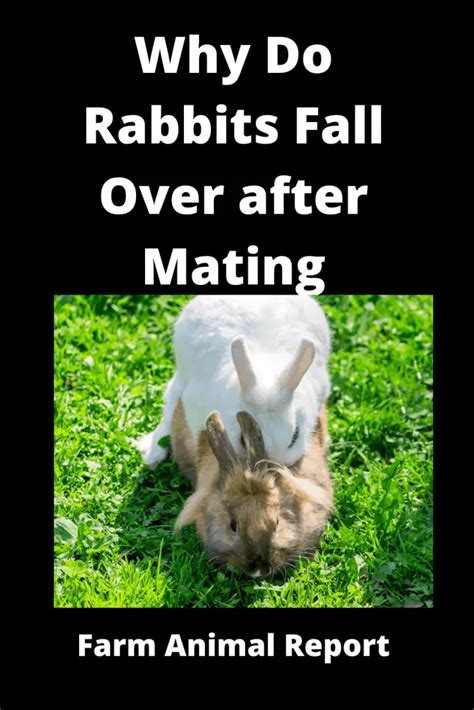 rabbits having sex 2024 why do male rabbits fall over after mating pdf