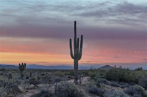A Saguaro Cactus At Sunrise In Scottsdale Arizona Desert Preserve
