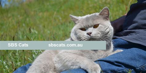Home Sbs Cats British Shorthair Breeder