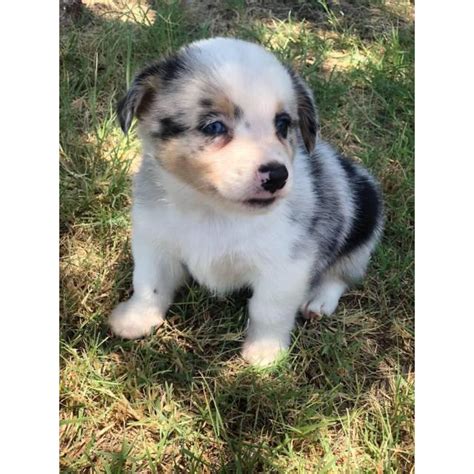 For instance, the state capitol of austin has eleven dog parks, lots of water for them to splash about in, and plenty of activities that. Male Aussie-Corgi Puppies for sale in Phoenix, Arizona ...