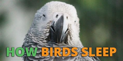 How Do Birds Sleep Plus Discover Where They Sleep