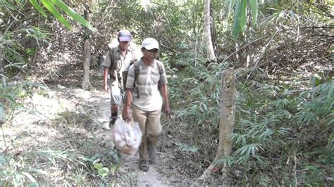 Taman negara explore malaysia's oldest, largest and most popular national park. Jungle Trekking in Cambodia - YouTube