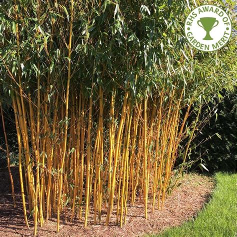 The Different Types Of Bamboo That You Should Know About