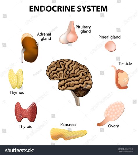 Human Anatomy Endocrine System Pituitary Gland Stock Illustration 225479749