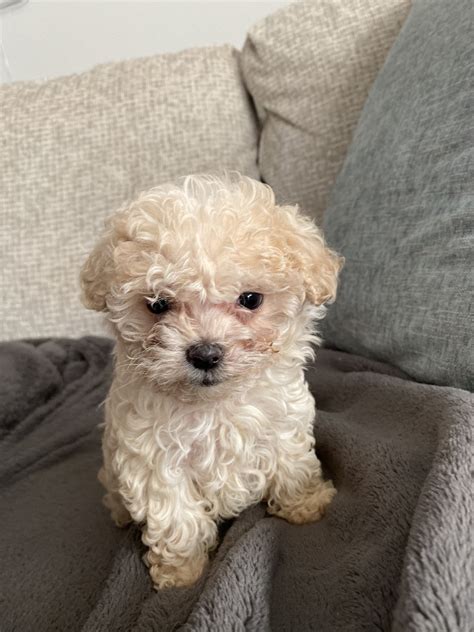 Most trusted source of maltipoo puppies for sale. Maltipoo Puppies For Sale | Orange, CA #318058 | Petzlover