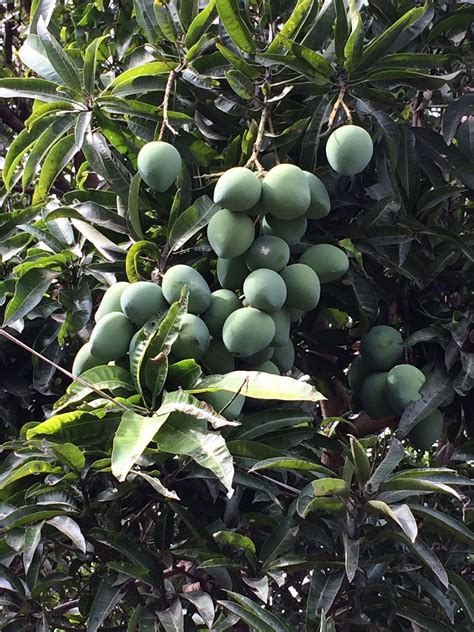 Philippine Indian Mangoes Mango Plant Mango Fruit Mango Tree Fresh