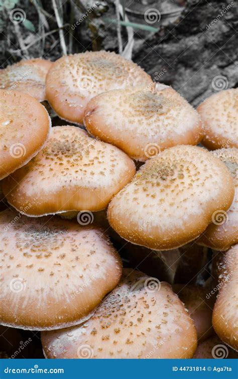 Honey Fungus Armillaria Ostoyae Stock Photo Image Of Ostoyae Forest