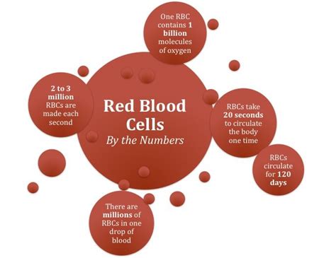 How Chemotherapy Treatment Affects Your Blood Cells Ohc