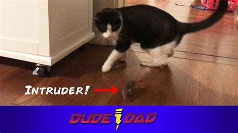 Funny Cat Mouse Chase Youtube