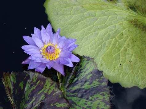Purple Water Lily 2 By Greyrowan On Deviantart