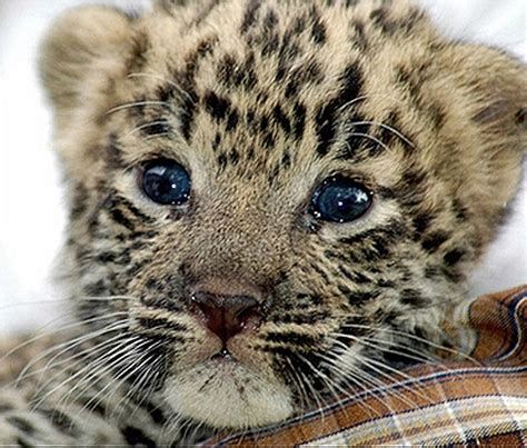You Wont Want These Baby Leopards To Change Their Spots
