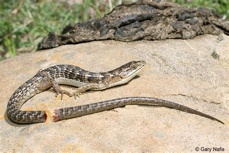 The Travelling Taxonomist Scienceyoucanlove Lizard Behavior Tail