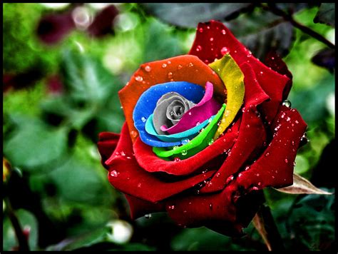 There are more than a hundred species of wild roses, which are endemic (native) only to the northern hemisphere. DREAMS: Rainbow Rose, Bunga Spektakuler