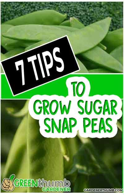 Growing Sugar Snap Peas 7 Tips For Healthy Plants