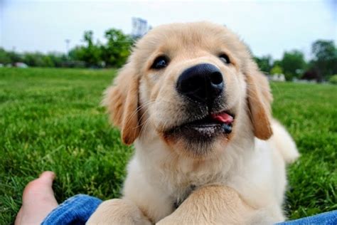 Funny Puppy Smile Interesting Facts And Latest Pictures
