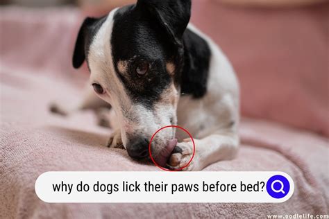 Why Do Dogs Lick Their Paws Before Bed Explained Oodle Life