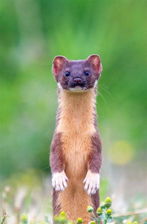 Weasel History And Some Interesting Facts