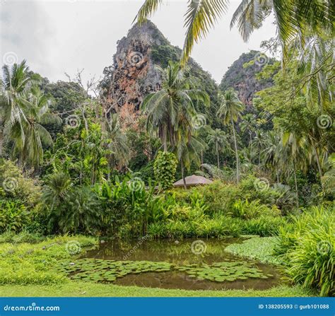 Paisaje De La Selva En Krabi Tailandia Imagen De Archivo Imagen De