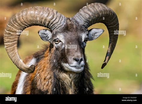 Mouflon Ovis Aries Stock Photo Alamy