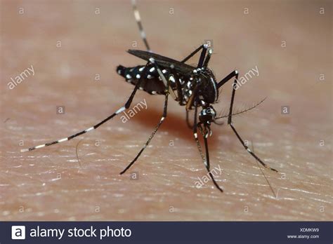 Female Aedes Aegypti Mosquito High Resolution Stock Photography And