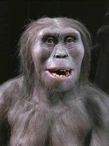 Reconstruction Of Lucy A Fossil Hominid Dated To Around 8 Million