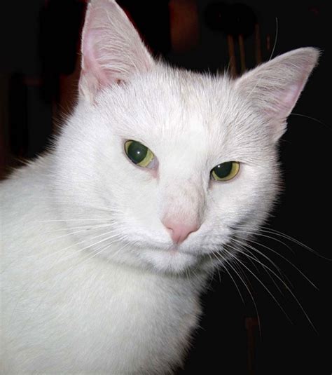 White Cat Face Photos Free Download